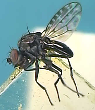 Limnellia quadrata